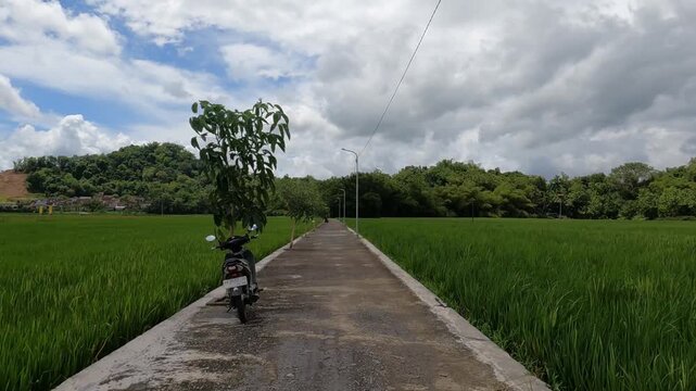 POV Motorcycle Riding: Java, Indonesia, South East Asia: Morning POV Ride Through Vast Rice Field Landscape