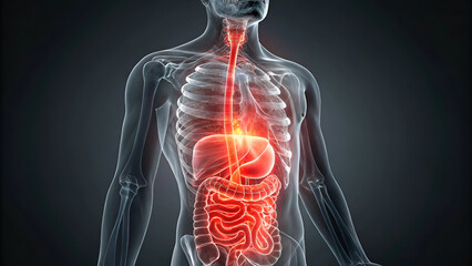 human digestive system anatomy