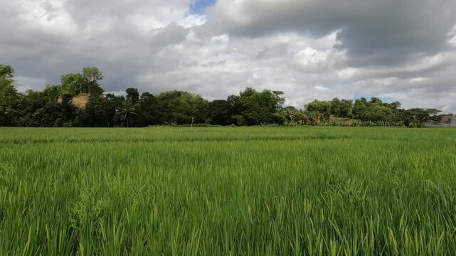 POV Motorcycle Riding: Java, Indonesia, South East Asia: POV Motorcycle Travel on Rural Road Near Rice Fields