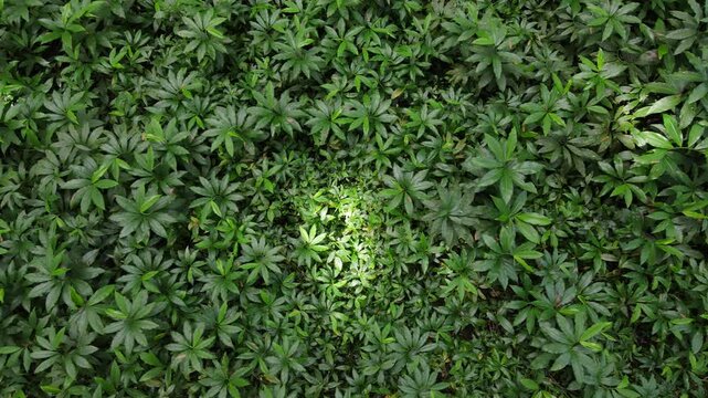 Aerial Footage of Laurels Plants and Pine Trees in Forest
