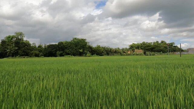 POV Motorcycle Riding: Java, Indonesia, South East Asia: POV Riding Motorcycle Beside Rice Fields at Sunrise