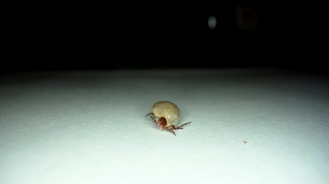 Macro close-up of engorged tick crawling on white surface. The parasite is shown in high detail, highlighting its swollen body, legs, and natural movement POV view