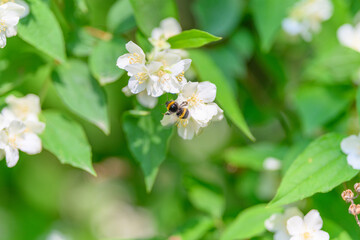 A Beautiful Bee Busily Pollinating Colorful Flowers in a Lush Green Garden Oasis