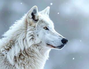 Obraz premium A majestic white canine, captured in profile against a soft, blurred background with subtle snowflakes, showcasing its intense gaze