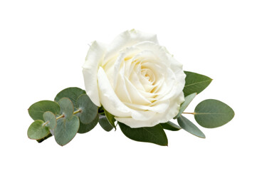 Fototapeta premium Elegant white rose with delicate green eucalyptus leaves isolated on a plain transparent background