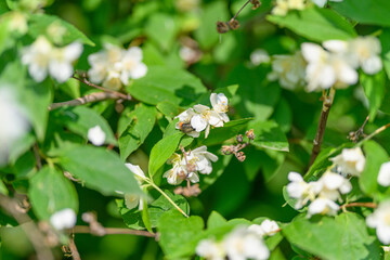Blooming Flowers Amidst Lush Green Foliage Create a Vivid and Colorful Display in Natures Canvas