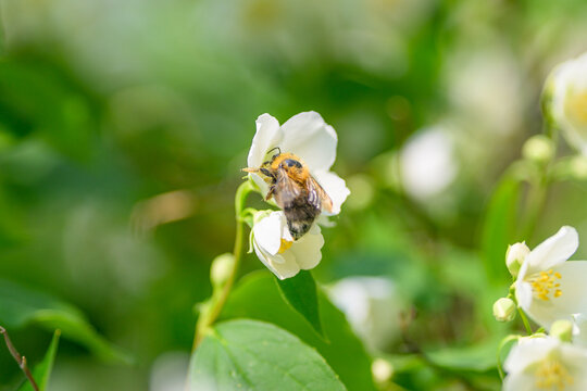 A bee diligently pollinates a flower in the serene and vibrant beauty of natures ecosystem
