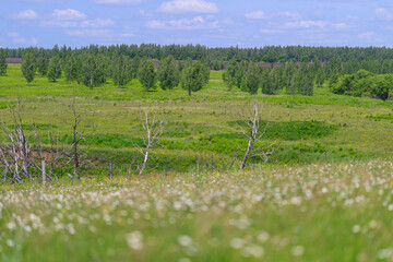 Obraz premium A vibrant meadow with wildflowers is bordered by colorful trees under a clear blue sky