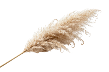 Fluffy Pampas Grass Plume Isolated on a Deep transparent background