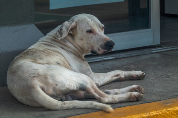 A large, white mixed breed dog with some dirty patches rests on a concrete sidewalk next to a closed storefront and a painted yellow curb in Oaxaca, Mexico.