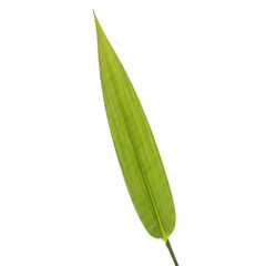 Isolated green bamboo leaf with intricate venation on a stark transparent background