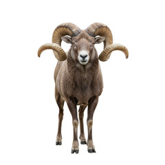Majestic bighorn sheep with impressive curved horns standing proudly against a stark transparent