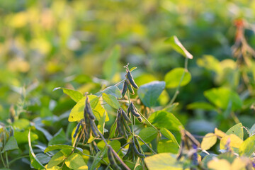Wildflowercovered soybean field thrives, Evening scene with blooming purple plants, Sunset view showcasing vibrant wildflowers enhancing ecological diversity and health