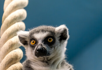 Cat lemur in the zoo close-up. © Сергей Лаврищев
