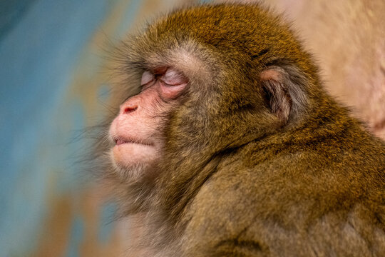 Head of a sleeping monkey in close-up.