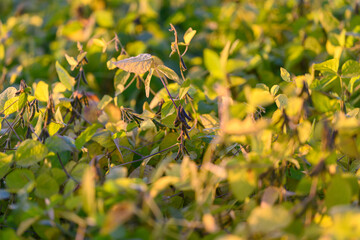 Sunlit soybean rows stretching afar, Bright sunlight illuminates extensive soybean planting beds, Sprawling soybean farm basking in warm sunlight and seasonal bounty