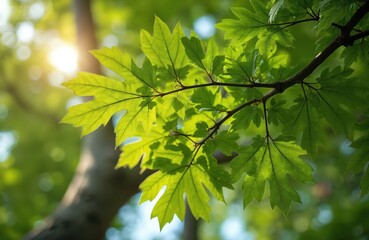 Fototapeta premium Green oak leaves on a tree branch, sunlight shines through foliage. Close up of a healthy plant in spring. Nature scene outdoors with blurred background.