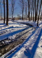 649-56 Trunk Shadows