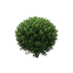 Fototapeta premium Perfectly spherical green shrub isolated on a stark transparent background, showcasing botanical beauty