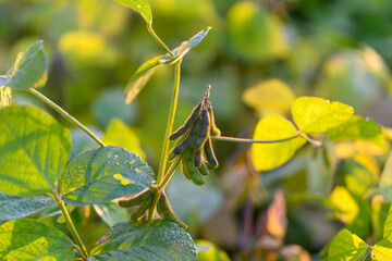 Soybean pod display, Closeup of developing soybean pods in bright morning light, Detailed view of immature soybean seed pods on fragile stems illuminated by warm sunlight
