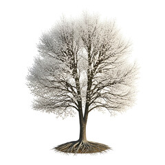 Obraz premium Mature Snowy Tree With Graceful Appearance