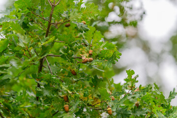 Acorns found on an Oak Tree surrounded by lush green leaves creating a vibrant scene