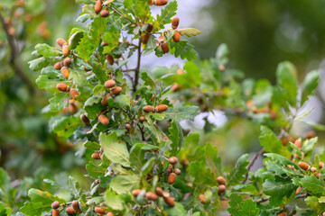 An Oak Tree filled with Acorns and Lush, Vibrant Green Leaves in a Beautiful Landscape