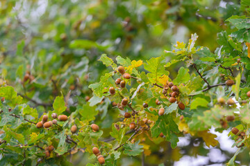 Beautiful oak tree leaves accompany nutritious acorns in a lush, vibrant environment