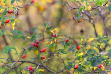 A Vibrant Collection of Colorful Berries Found on a Branch in Natures Serene Outdoors