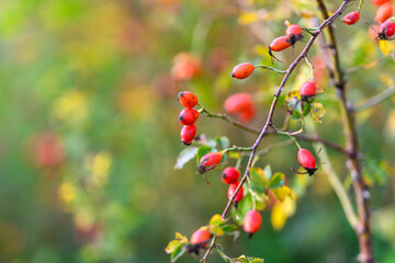 A Vibrant Berry Branch Displaying Beautiful Autumn Colors and Rich Natural Scenery
