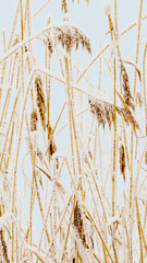Snow-Covered plants in Winter Landscape, Close-up pampas grass as natural aesthetic pattern, minimal beauty of nature, vertical poster, frosty reeds in serene wintertime scenery, pastel color