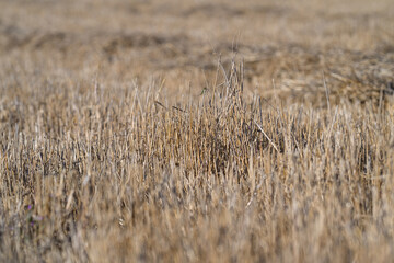 Golden Grasses in Sunlight A Beautiful Display Capturing Natures Amazing Beauty