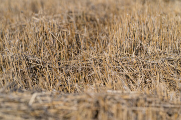 Obraz premium Golden Fields of Grain Harvest Natures Bountiful Abundance and Beauty in Agriculture