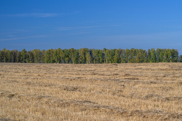 Fototapeta premium Relaxing and Tranquil Agricultural Landscape Featuring Vibrant Golden Fields Amidst Lush Greenery