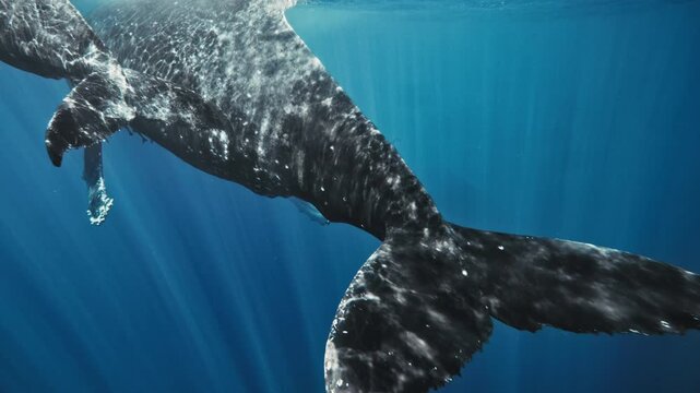 Calf rises toward its mother as she waits above, holding a steady position in calm blue tropical water