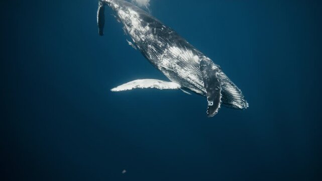 Humpback whale rotates gently in clear blue water, sunlight shaping soft patterns around it, slow motion