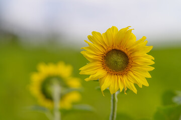 Obraz premium A Bright Sunflower Stands Beautifully in Full Bloom Under the Clear Blue Sky Up Above