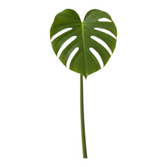 Striking Swiss Cheese plant leaf with stem isolated on pure transparent background