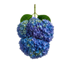 Obraz premium Vibrant Blue Hydrangea Blooms Showcasing Delicate Petals and Lush Green Leaves Isolated