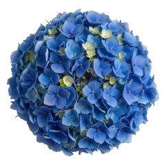 Vibrant Blue Hydrangea Bloom Isolated on a Stark transparent background Showcasing Intricate Petal Details