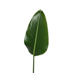 Obraz premium Vibrant green banana leaf isolated on a stark transparent background showcasing its intricate vein