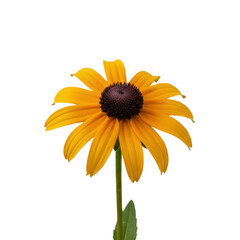 Vibrant golden petals of a blooming transparent-Eyed Susan flower against a stark transparent backdrop