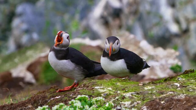 Close-up of two Atlantic puffins (Fratercula arctica) yawning and calling while a razorbill (Alca torda) takes flight in the background on Horn&oslash;ya Island, Vard&oslash;, Northern Norway during summer.