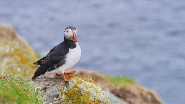 Atlantic puffin, Fratercula arctica, perches on a rugged cliff with the North Atlantic Sea behind. Captured on Horn&oslash;ya Island, Norway, this seabird displays vibrant plumage and a colorful beak.