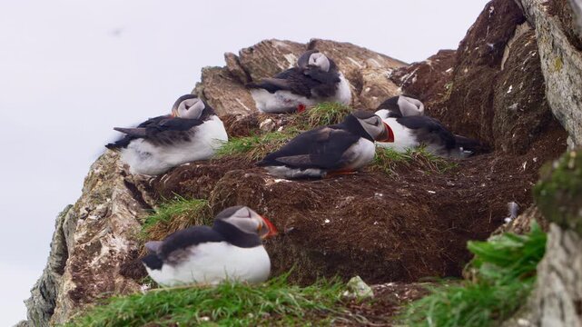 Five Atlantic puffins resting and sleeping on a steep mountainside on Horn&oslash;ya Island, Vard&oslash;, Northern Norway. Peaceful Arctic seabird colony behavior captured in a natural coastal habitat.