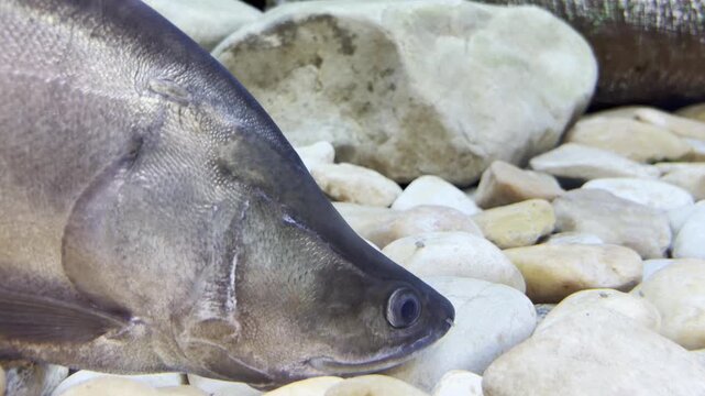 The freshwater Featherback glides silently through the water, its elongated body moving with calm elegance.