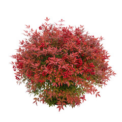 Naklejka premium Vibrant Red Berry Bush Foliage Isolated on a Stark transparent background