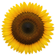 Vibrant Yellow Sunflower Bloom Centered Against a Stark transparent background
