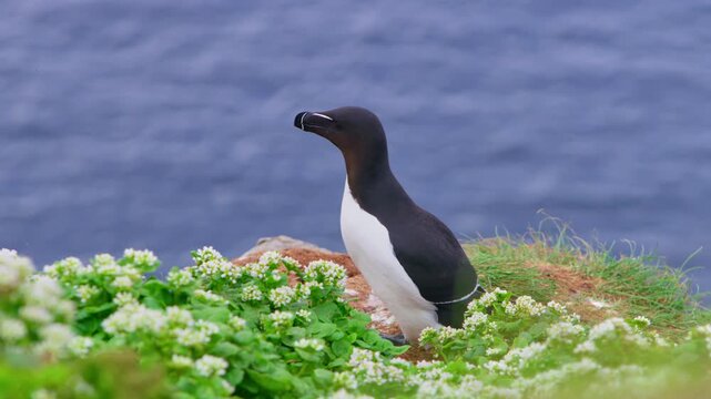 Razorbill (Alca torda) taking flight from a grassy cliff on Horn&oslash;ya Island, Finnmark, Norway; white blooms in the foreground, blue sea, North Atlantic beyond&mdash;Arctic seabird with black-and-white wings.