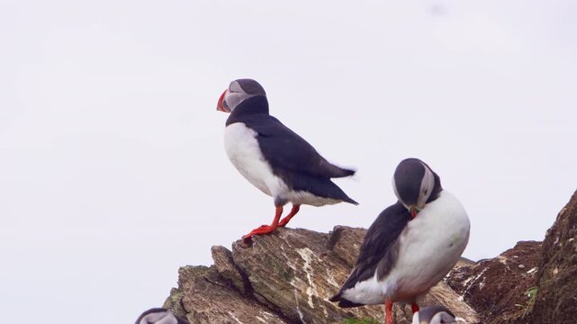 Cinematic shot of an Atlantic puffin flapping its wings on a windy mountain cliff on Horn&oslash;ya Island, Vard&oslash;, Finnmark, Norway. Dramatic Arctic wildlife against bright white sky in northern Scandinavia.